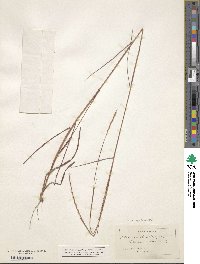 Schizachyrium sanguineum image