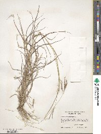 Bothriochloa ischaemum image