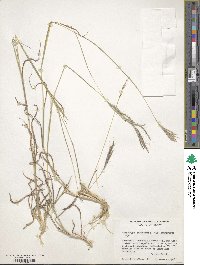 Bothriochloa ischaemum image