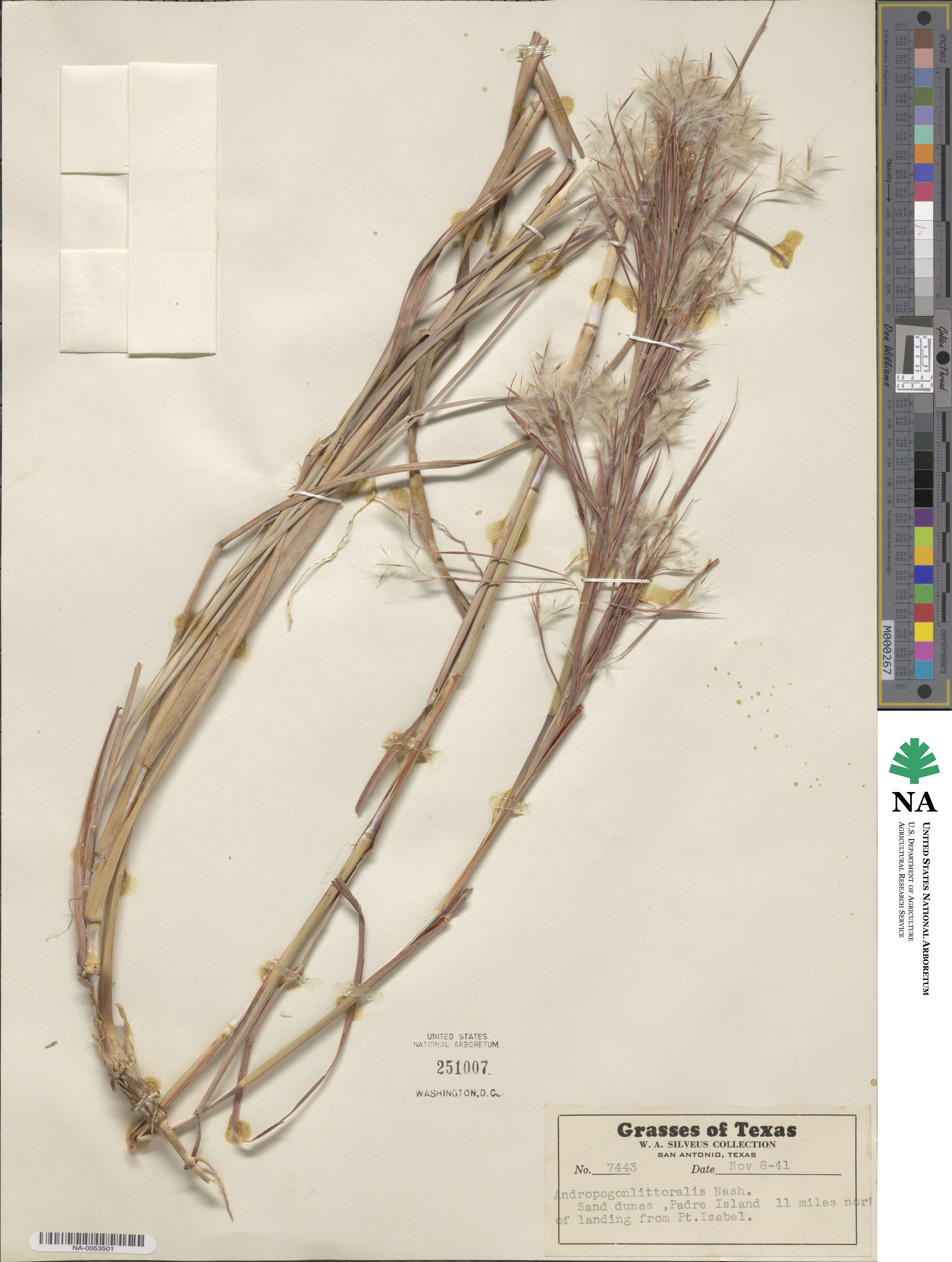 Schizachyrium scoparium image