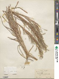 Schizachyrium scoparium image