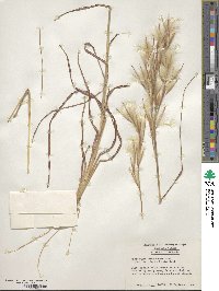 Andropogon longiberbis image