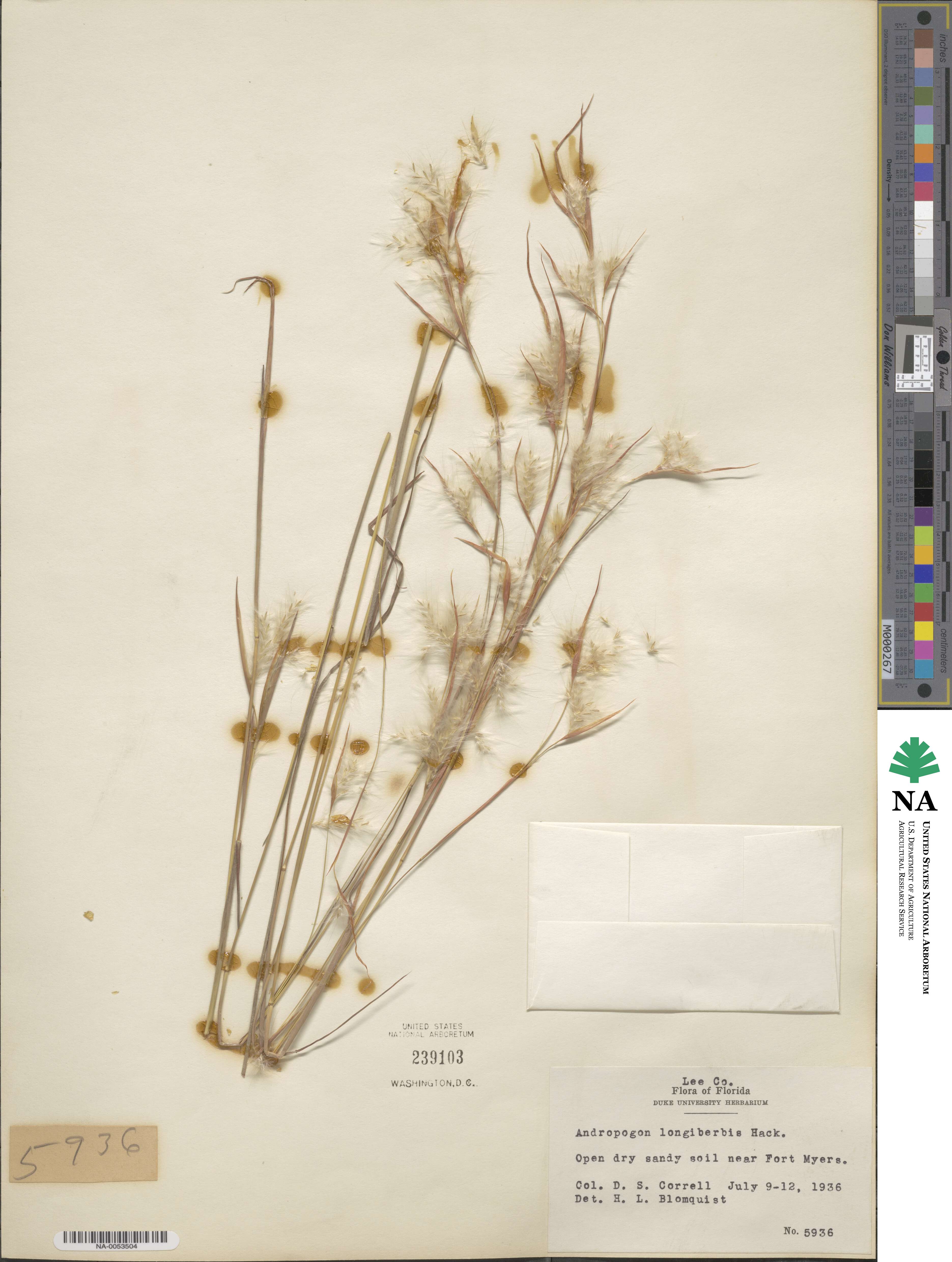 Andropogon longiberbis image