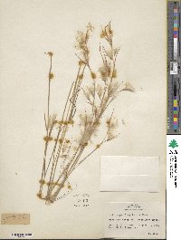 Andropogon longiberbis image