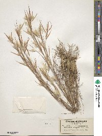 Andropogon longiberbis image