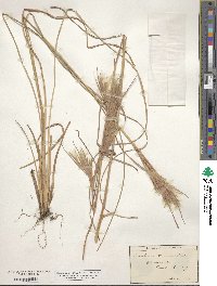 Andropogon glomeratus image