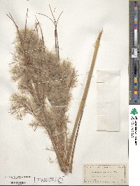 Andropogon glomeratus image