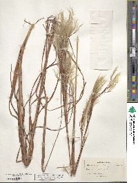 Andropogon glomeratus image