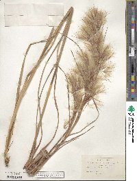 Andropogon glomeratus image