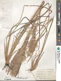 Andropogon glomeratus image