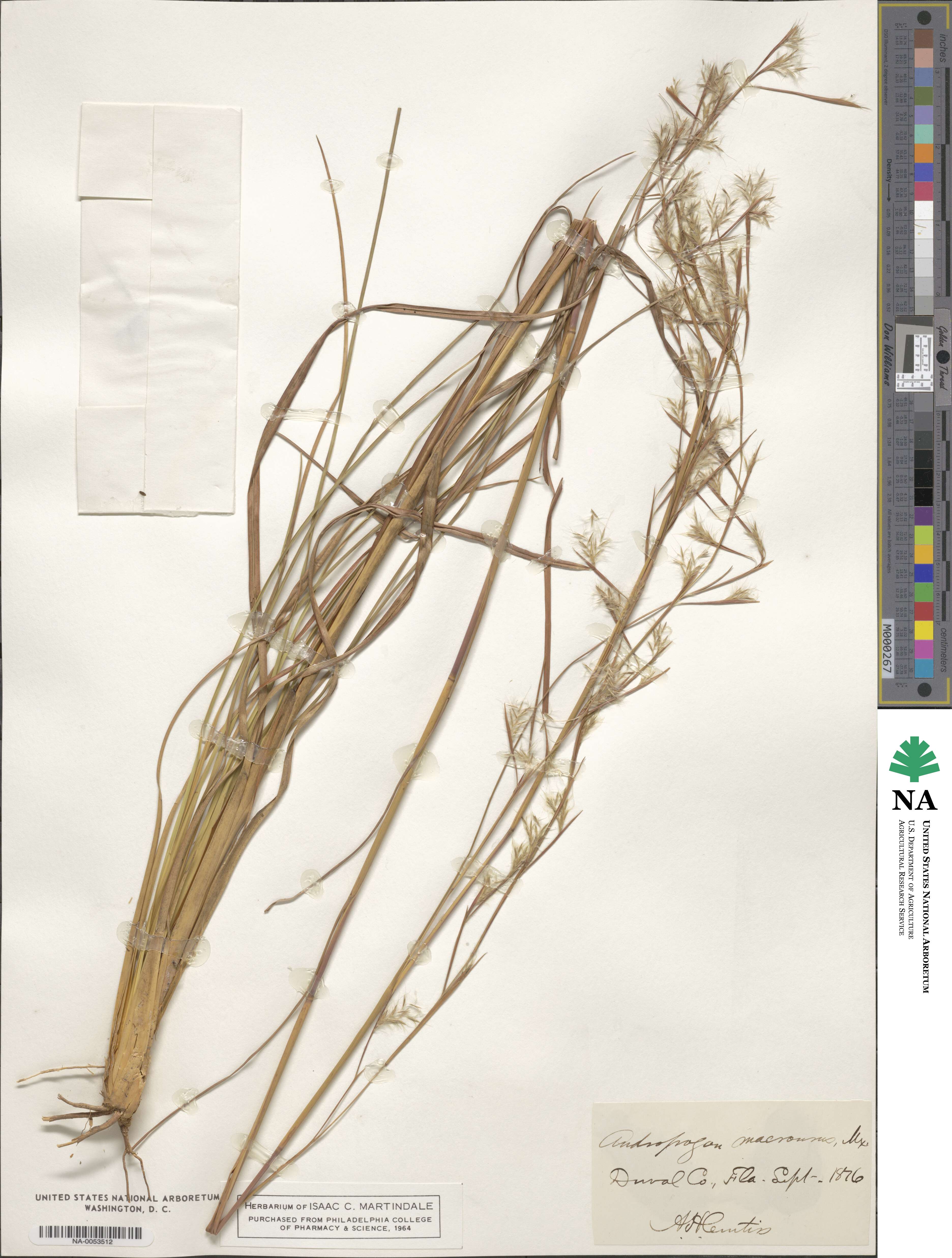 Andropogon glomeratus image