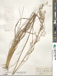 Andropogon glomeratus image