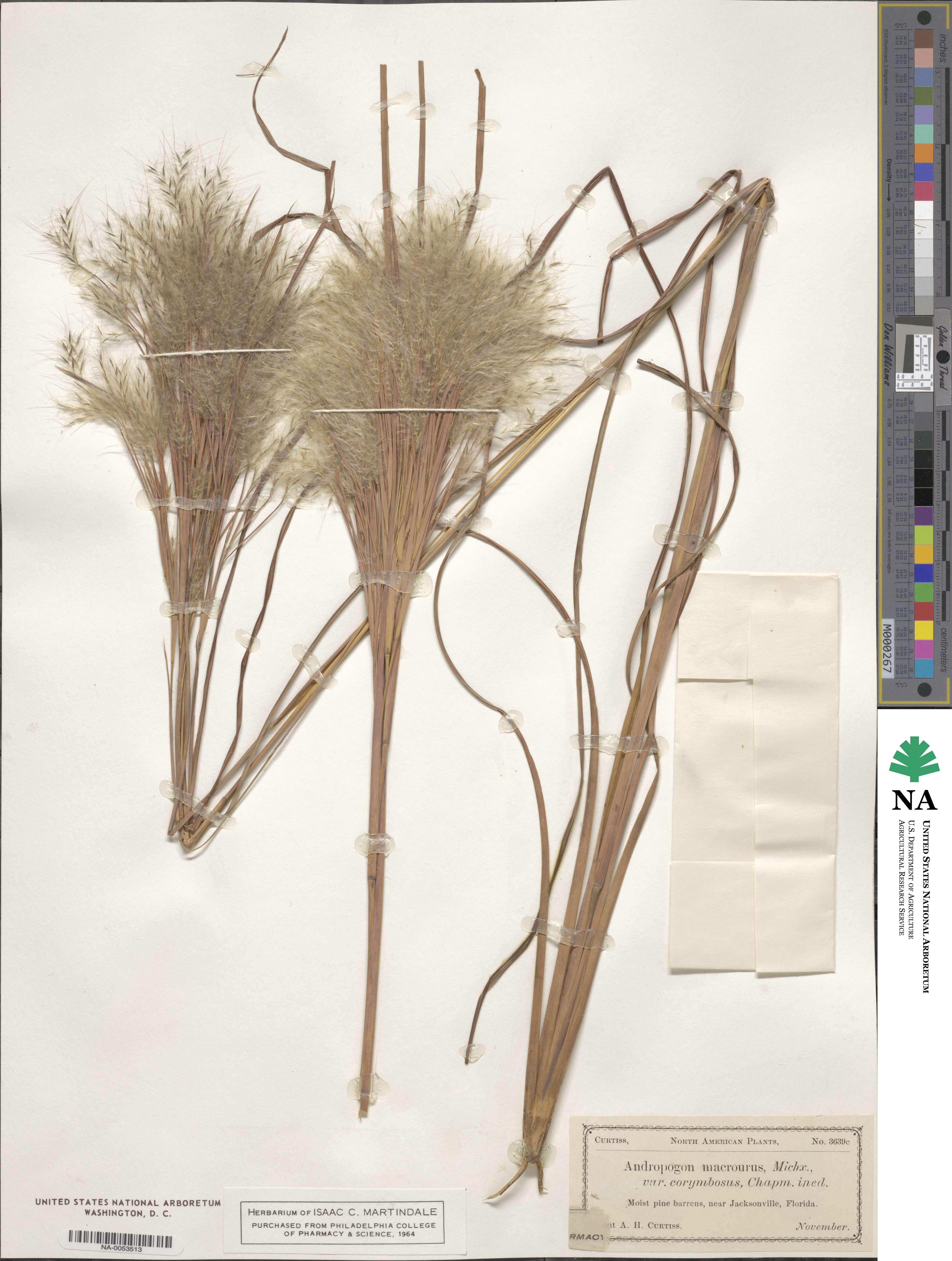 Andropogon glomeratus image