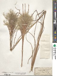 Andropogon glomeratus image