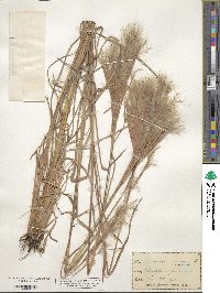 Andropogon glomeratus image