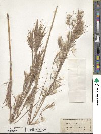 Andropogon glomeratus image