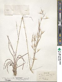 Andropogon glomeratus image