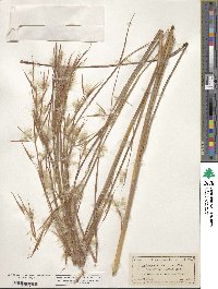 Andropogon glomeratus image