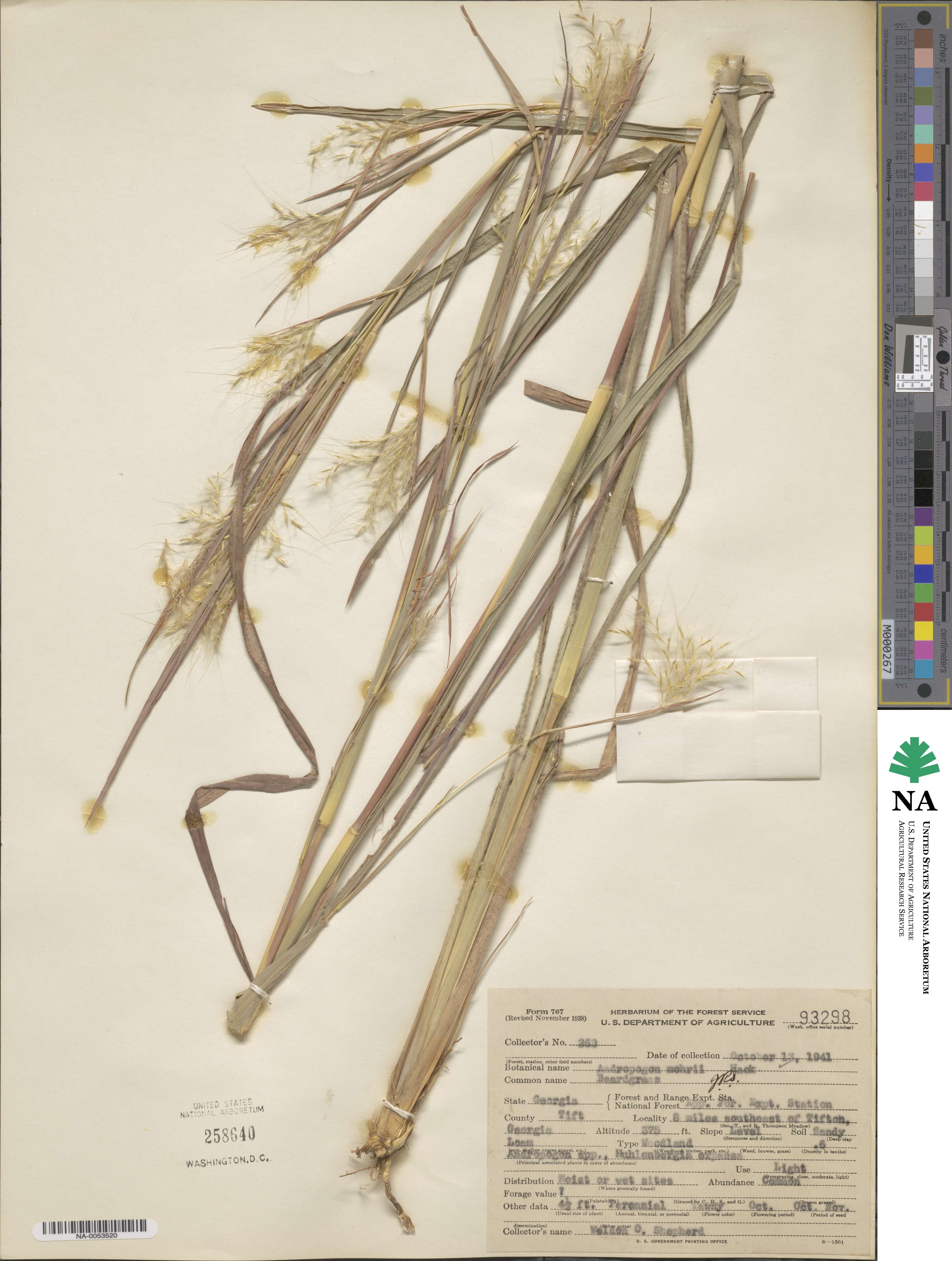 Andropogon liebmannii image