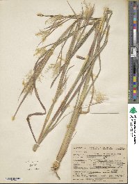 Image of Andropogon liebmannii