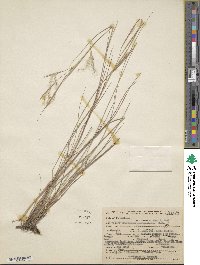 Image of Andropogon perangustatus