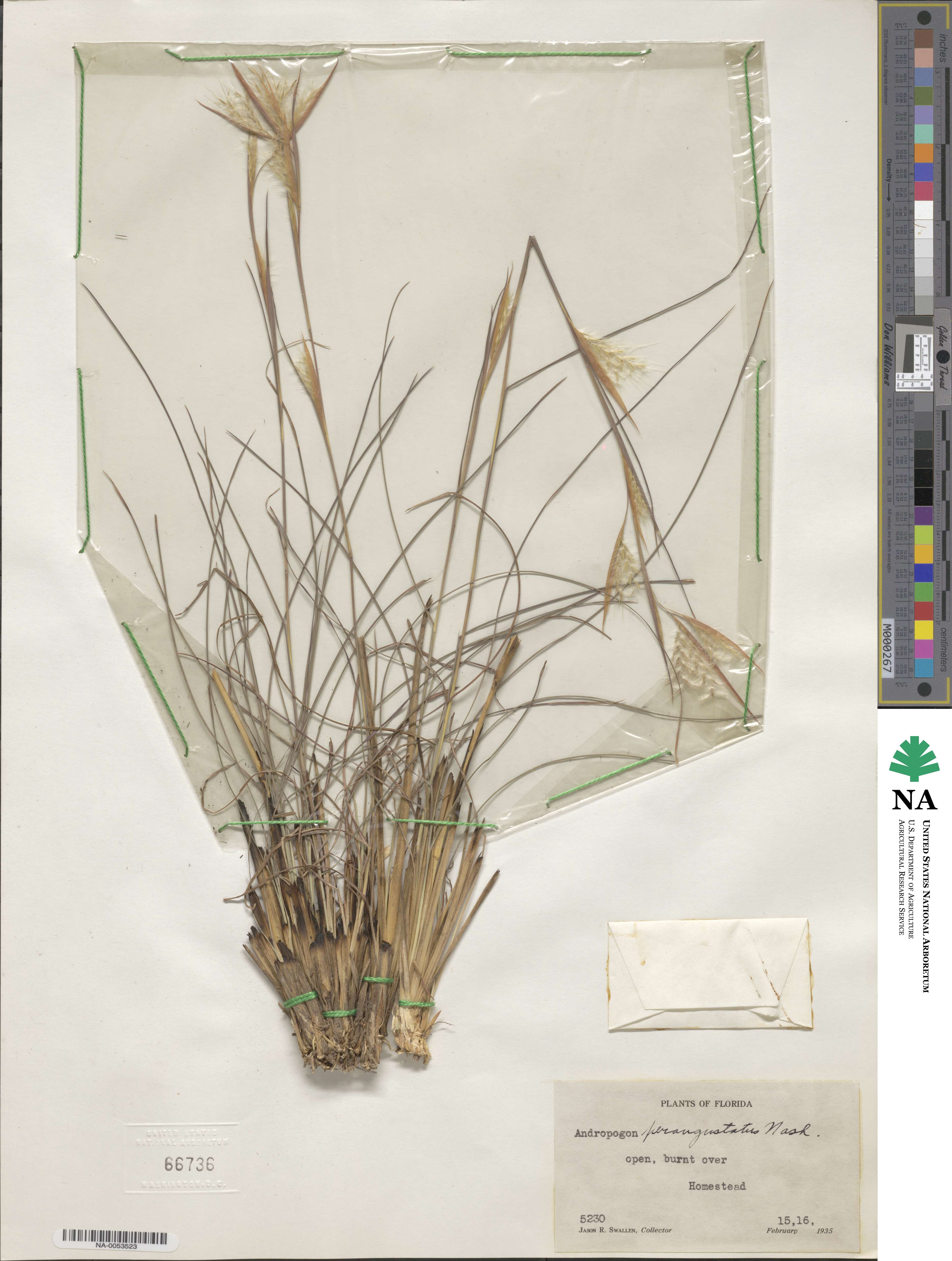 Andropogon perangustatus image