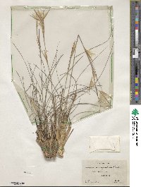 Andropogon perangustatus image