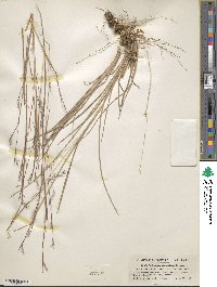 Schizachyrium scoparium image