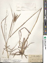 Andropogon gerardi image