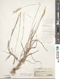 Bothriochloa saccharoides image