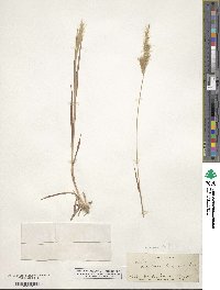 Bothriochloa saccharoides image