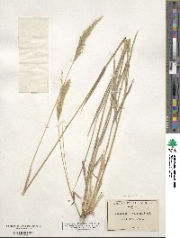 Bothriochloa saccharoides image