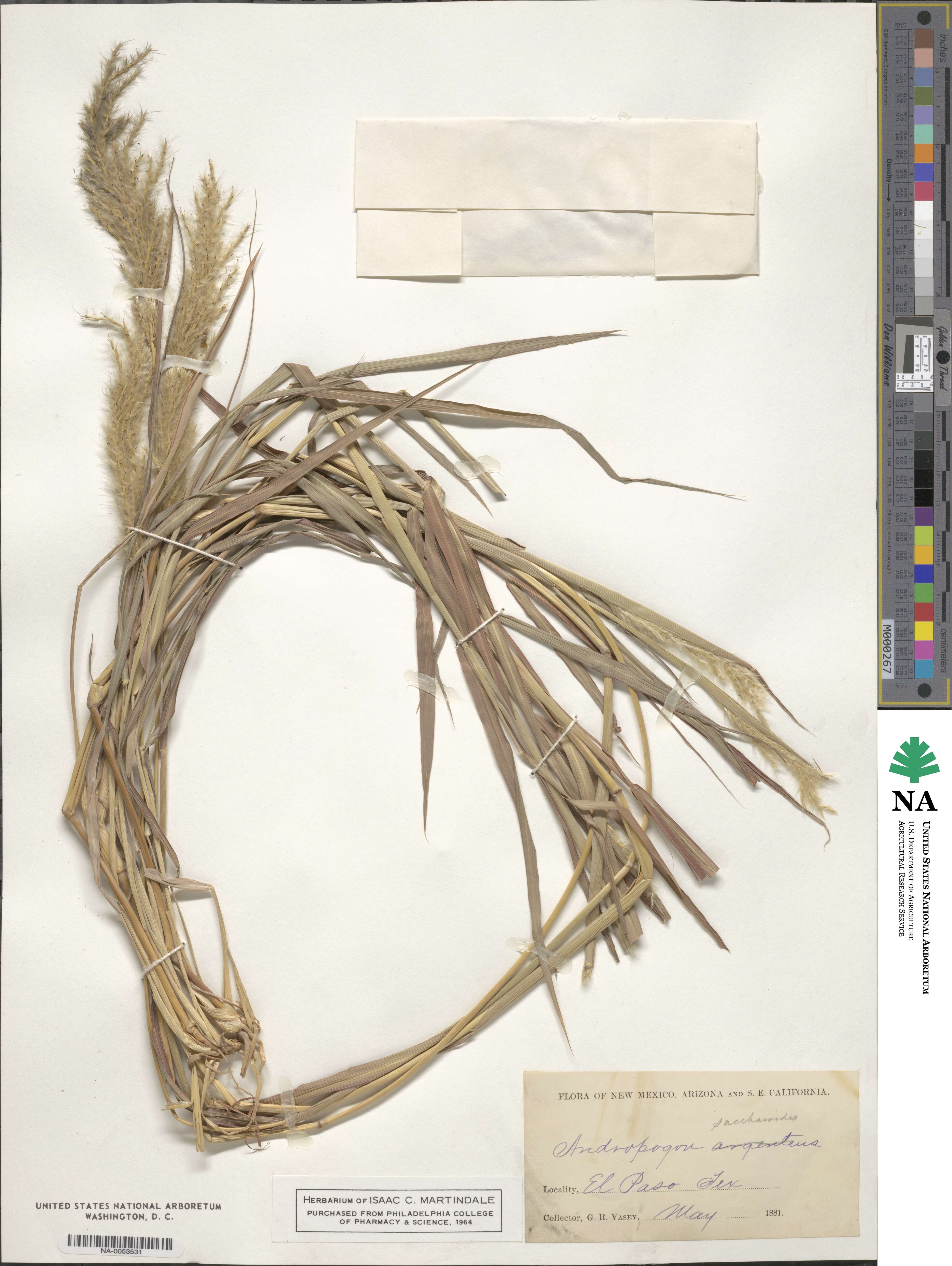 Bothriochloa image