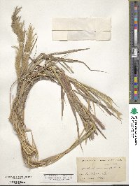 Bothriochloa saccharoides image