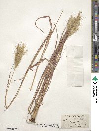 Bothriochloa saccharoides image