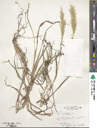 Bothriochloa saccharoides image