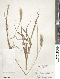 Bothriochloa saccharoides image