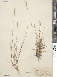 Bothriochloa saccharoides image