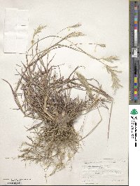 Bothriochloa saccharoides image