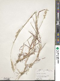 Bothriochloa saccharoides image