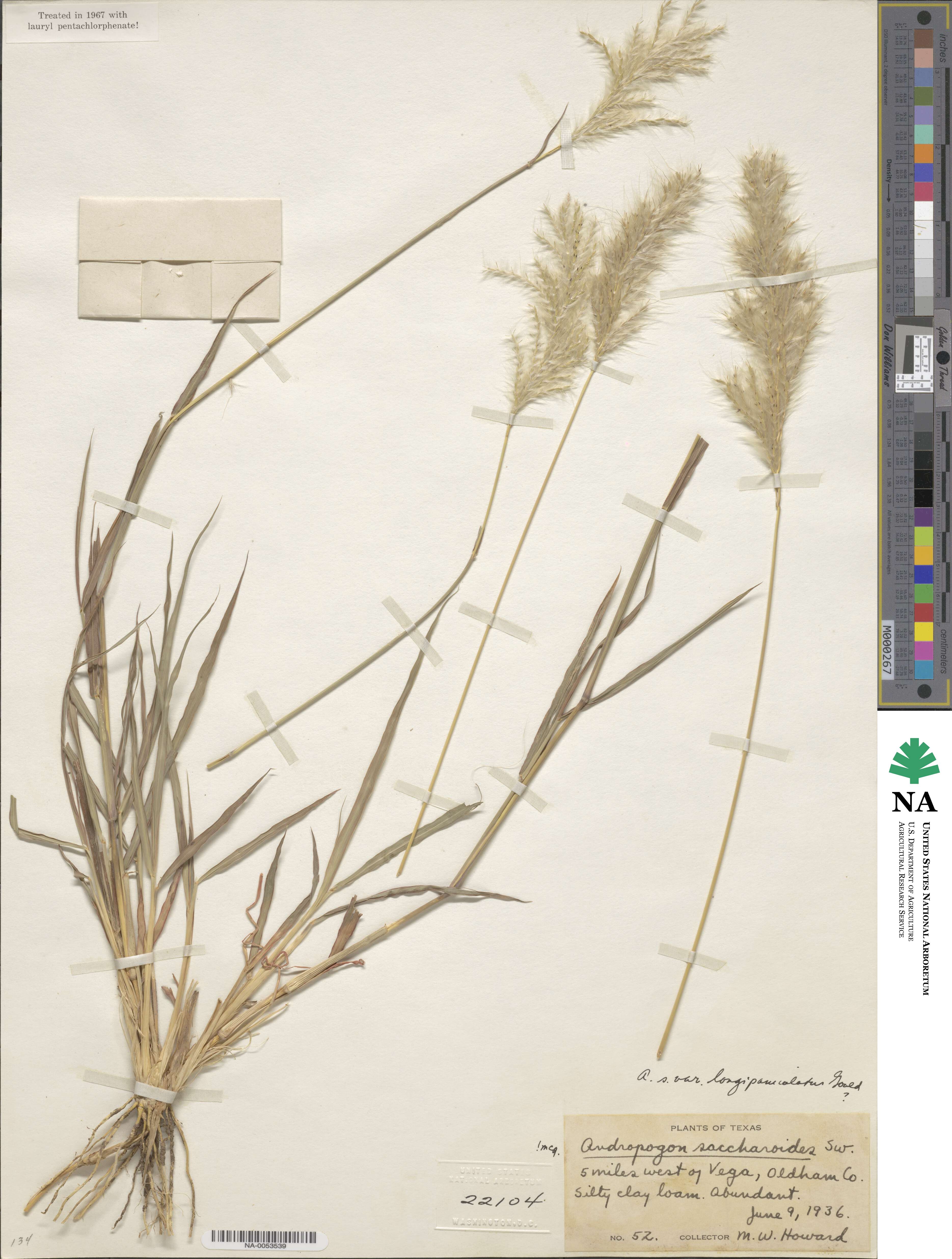 Bothriochloa longipaniculata image