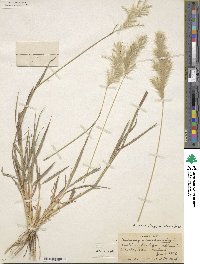 Bothriochloa longipaniculata image