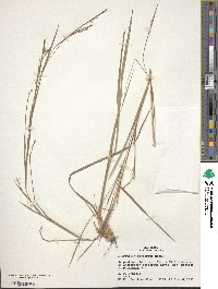 Schizachyrium scoparium image