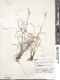 Schizachyrium scoparium image