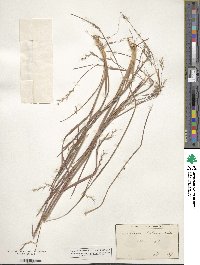 Schizachyrium scoparium image