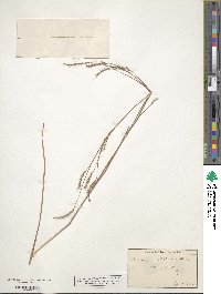 Schizachyrium scoparium image