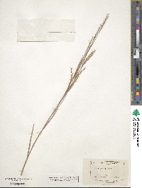 Schizachyrium scoparium image