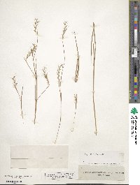 Schizachyrium scoparium image