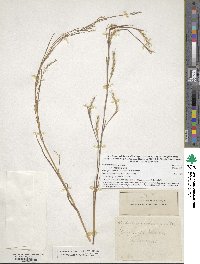 Schizachyrium scoparium image