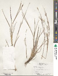 Schizachyrium scoparium image